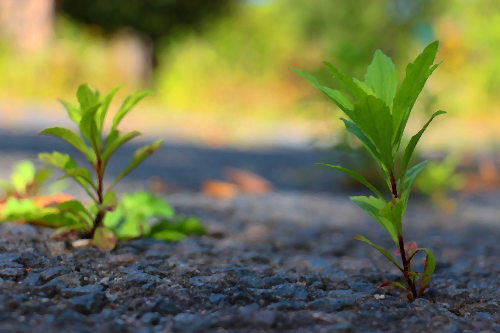 Cover for Planting Life in a Dying City: Kolchais. Two seedlings grow out of black gravel.